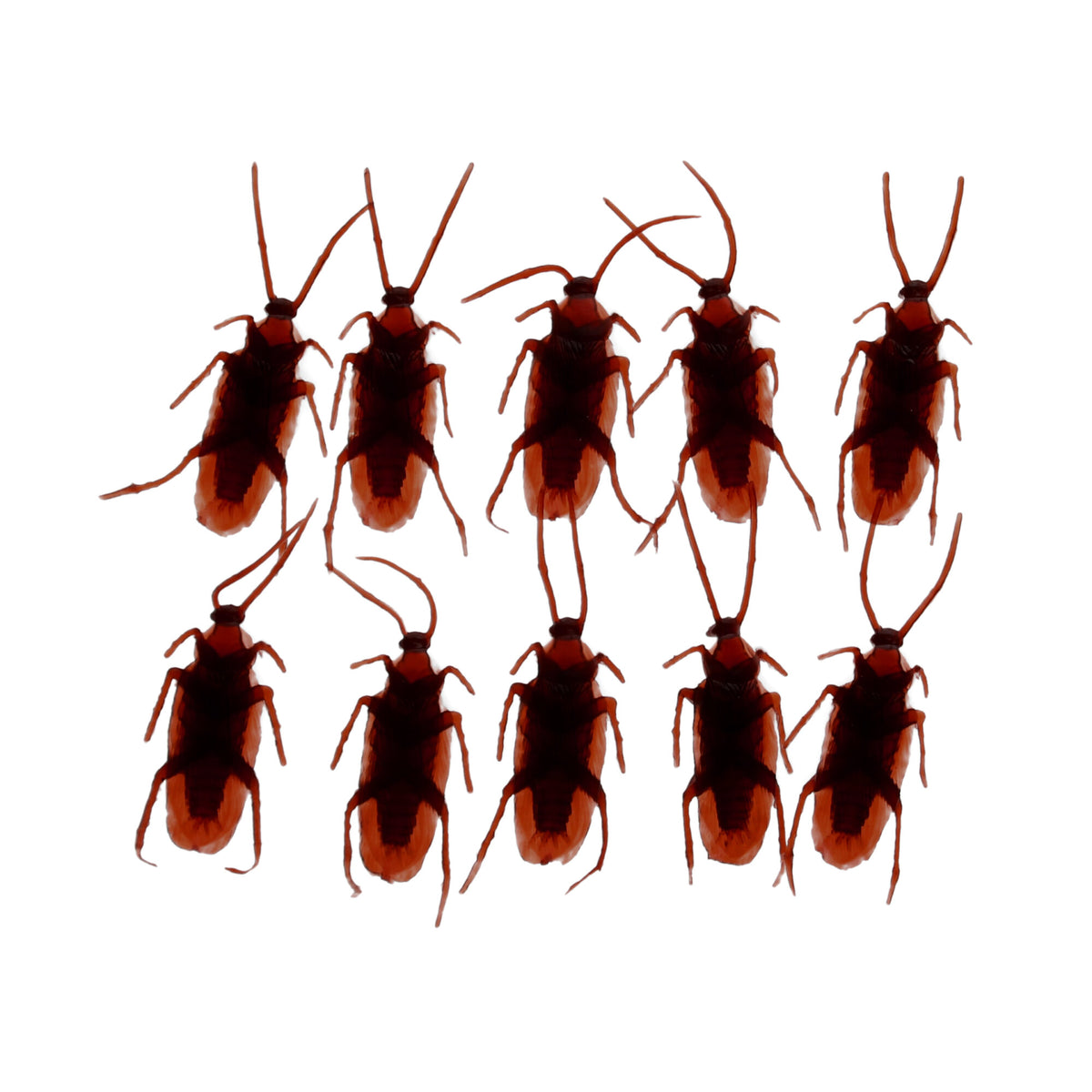 Cockroaches Box Of 10