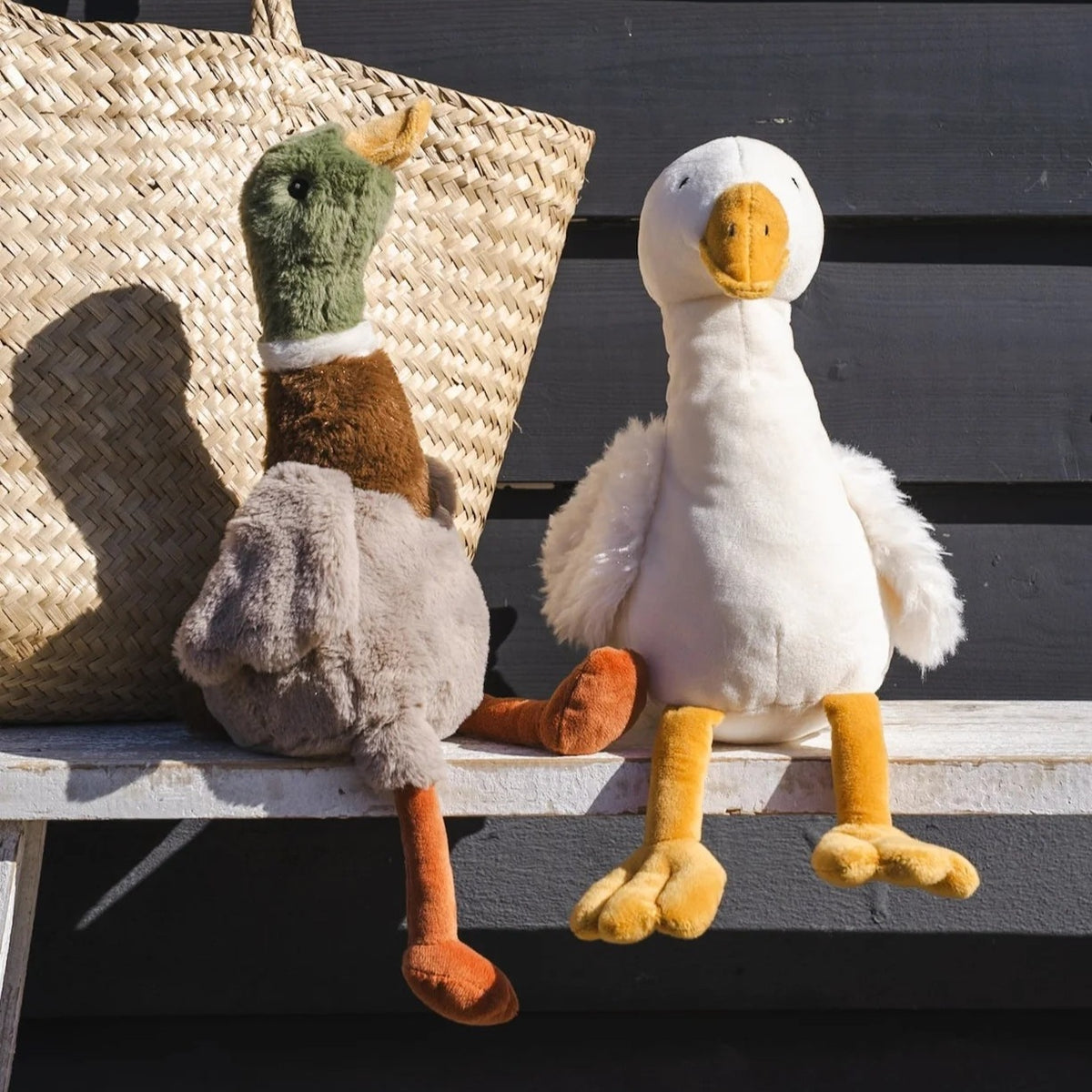 Hugo The Mallard Duck