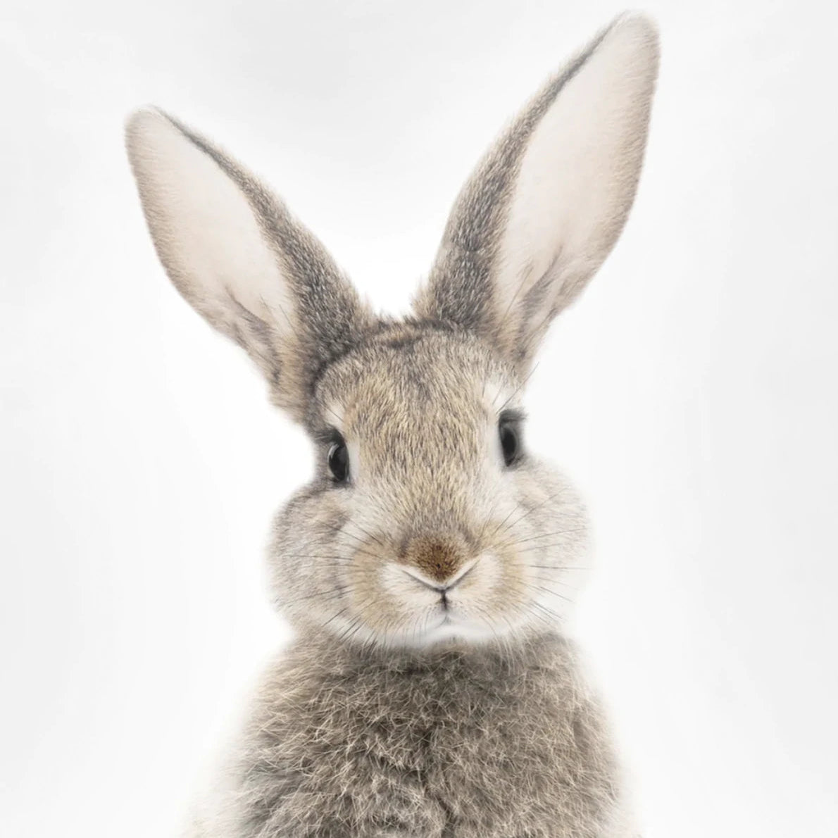 Bunny - A2 Framed Print