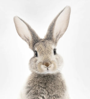 Bunny - A2 Framed Print